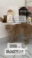  6 قطط مستوا حلو وبسعر رمزي