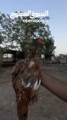  3 دجاج باكستاني للبيع الكميه محدوده تممت بيع اكثر من 10 دجاجات