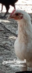  6 صوص بلدي للبيع