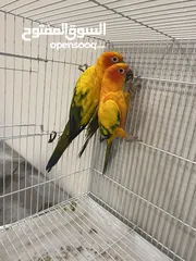  2 ثنين صن كنيور