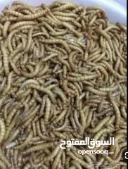  3 دود قبابي حي / ومجفف ( Live mealworms )