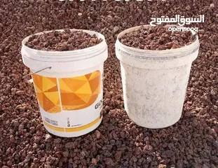  16 نجيل طبيعي نجيل ديكوندرا