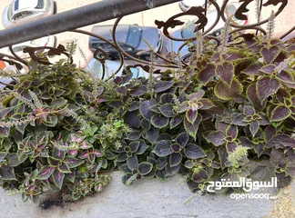  2 11 plants different sizes only 25kd!!!!