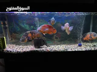  4 ‏أسماك الأوسكار￼