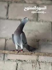  7 حمام مشكل أجنبي وبلدي بسعر حرق