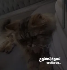  4 قط شيرازي انثى لطيفه جدا للبيع 10 ريال