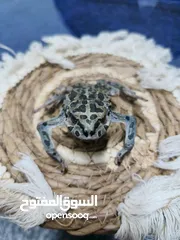  1 ضفدع محنط للبيع