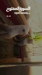  3 جوز كوكتيل للبيع