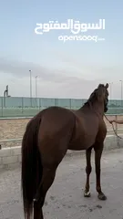  3 حصان للبيع