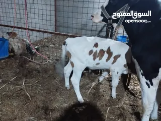  4 حيوان لبيع خشنه بجره ام ثاني وراها عجل ومركبه صاللها40 يوم