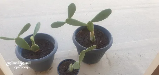  1 Cactus plants three vases نبات الصبار