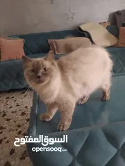  3 قطط همالايا اناث