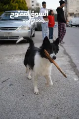  13 Border collie لاول مرة في الاردن