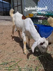 6 ماعز ومعزه محلى خالى من الأمراض