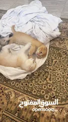  6 Golden and blue folded Scottish cat  جولدين سكوتش فولد عمر ثلاث شهور مستوى خارق