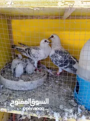  1 جواز حمام  حلوين وشغالين