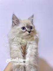  1 قطط للبيع عمر شهرين