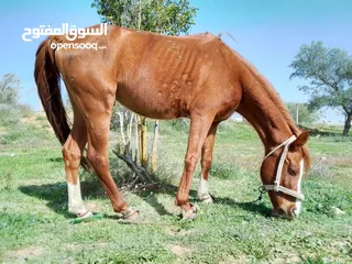  3 احصان عربي اصيل الدم 100/100