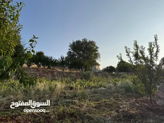  13 مزرعة في عجلون رأس منيف للبيع