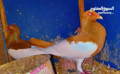  2 جوز يهوديات تحتهم فرخ وبيض