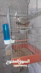  5 بسم الله الرحمن الرحيم جوزين كنار جوز انحاسي و جوز الذكر ليموني أصفر مقنبر و طيره كرزيه