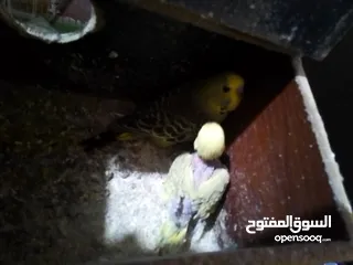  9 طيور منتجة وتحتها بيض او فراخ ويوجد طيور تانية اليفة