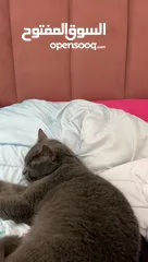  4 قط للبيع بريطاني