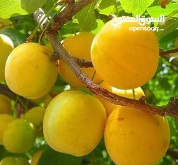  1 خوخ اصفر الكيلو  ويوجد وحصرم للكبس الكيلو بدينار