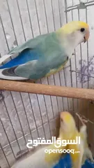  15 جوز روز منتج حجم و صحه و نظافه و ريش