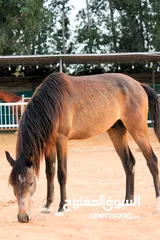  4 Very beautiful stallion  playfull and friendly .
