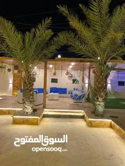  11 شليهت لليجار اليومي