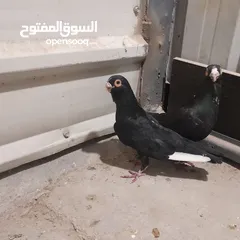  2 حمام للبيع جواج الجوز 10