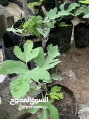  1 شتلات تين وعنب عماني