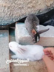  3 3 ارانب صغار ترباية بيت اليفات و حنونات