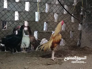  1 البيع فروخ دجاج باكستاني آصل