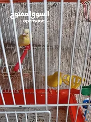  6 أنثى ليموني شغاله معبيه بدها تبيض مع قفص 3  مخاليف كنار الأنثى ليموني عمر 5 أشهر مع قفص السعر 9