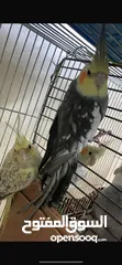  2 جوز ببغاء كوكتيل شغال ومضمون
