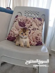  11 كتين سكوتش فولد وستريت