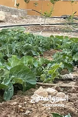  19 3،400دونم ماحص وادي شعيب الفحيص  استخدام سياحي سكني زراعي يكمن شقة قبول شقة  عمان الغربيه من ثمن