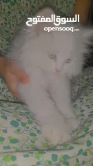  6 قطة شيرازي عمرها شهرين للبيع