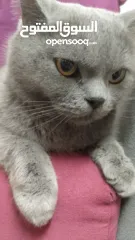  3 قطه بريطانيه شارتروه جميله هادئة ومحبه ورفيقه للمنزل