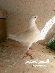  8 حمام مالطي وفرنسي لاحم للبيع