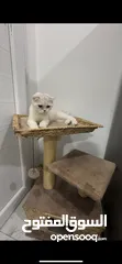  1 Beautiful Cat for Sale – Healthy & Friendly ( urgent sale i am leaving)
