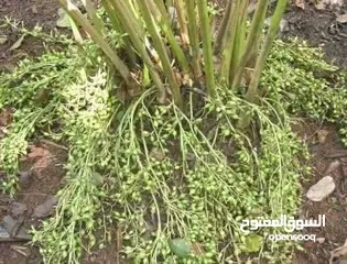  4 اشتال نبات الهيل من النوادر في الأردن الكميه محدوده