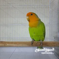  1 عشاق الطيور عروض مميزة (ببغاء اليف لعائلة محبة للحيوانات )