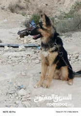  5 كلبه جيرمان لعوبه جدا