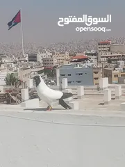  1 أرباش لبيع