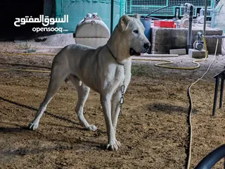  2 الباي بيور ذكر منتج