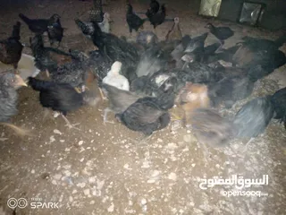  1 فراخ للبيع