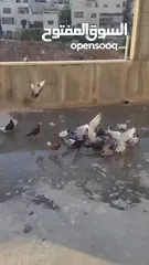  2 حمام للبيع المستعجل لعدم التفرغ